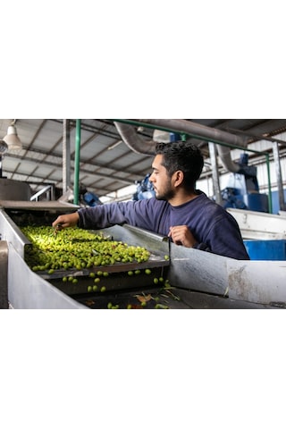 Zeytinbeyli Taşbaskı 18 Lt Natürel Sızma Soğuk Sıkım Zeytinyağı