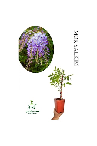 Sarmaşık Kokulu Mor Salkım Ağacı Fidanı 1 Adet Saksılı/tüplü 30-50cm