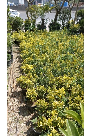 Altuni Taflan Fidanı 25-40 Cm 10 Adet