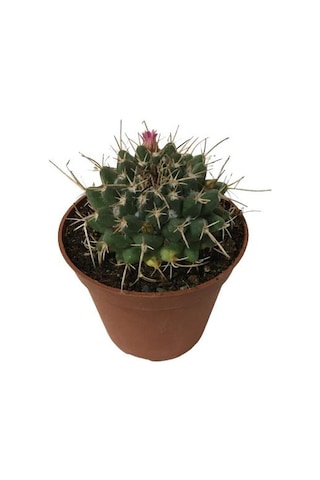 Çiçek Açan Kaktüs 8,5 Cm'lik Saksıda