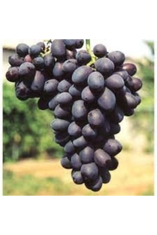 10 Adet Tohum Siyah Üzüm Black Magic Asma Üzüm Saksı Toprak