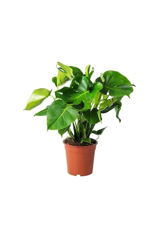 Ikea Monstera Canlı Bitki, Yeşil, 21 Cm, Deve Tabanı