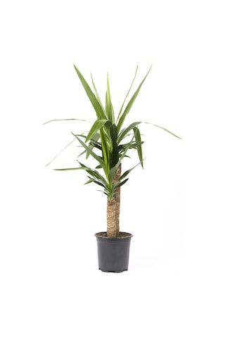Yuka Avize Çiçeği Bitkisi 2 Gövdeli Çap 21 Cm Boy 60 80 Cm