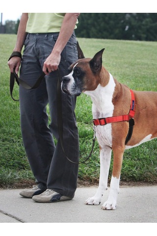 Deluxe Easy Walk Köpek Koşum Takımı Genel