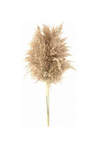 Dekoratif Pampas 7'li Kuru Çiçek Nocolor-1474d95e