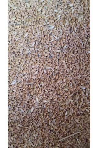 Buğday Yemlik 1 Kg Güvercin Yemi