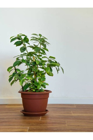 Videolu Anneler Gününe Özel Gardenya Kokulu 30 40 Cm 1 Adet Saksılı Iç Mekan Bitkisi Gardenia