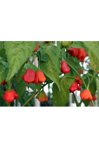 Süper Paket Acı Süs Gül Biberi Tohumu Gül Biber Tohumu 85 Adet Tohum + Sürpriz Hediye Tohum