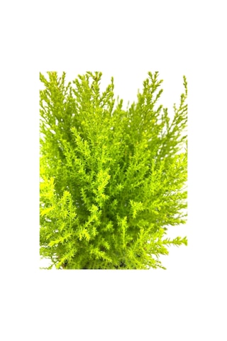 Videolu Salon Çamı Limoni Servi 30-40 Cm Saksılı Tüplü Dış Mekan Ağaçları Lemon-scented Pine