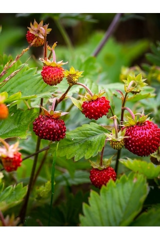 Karadeniz Yabani Dağ Çileği Fidesi Saksıda 1 Adet 10-20 CM