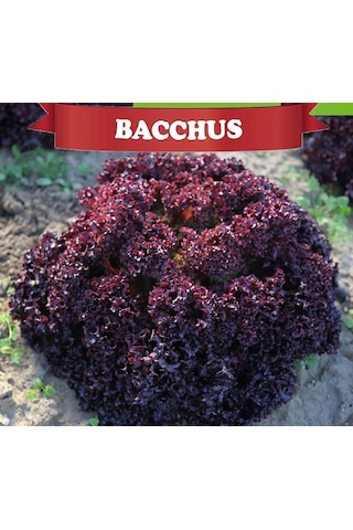 Bacchus Kırmızı Kıvırcık Lolorosso 1 Kutux5000 Adet Kaplı Tohum