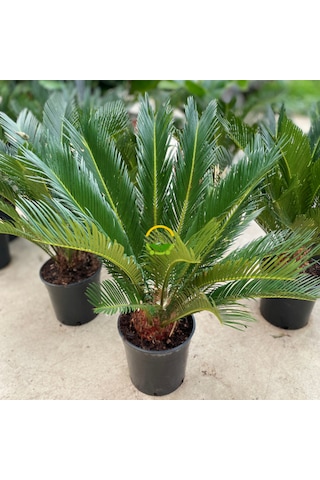 Sikas Bitkisi 'cycas Revoluta'