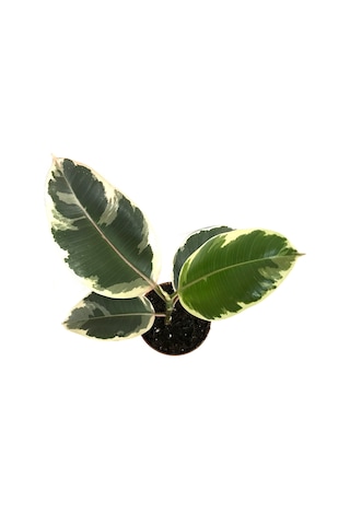 Ficus Elastica 'Tineke' Kauçuk Çiçeği Ø12 Cm 30-35 Cm