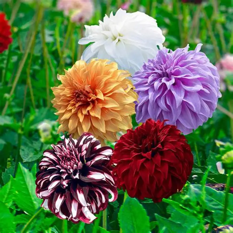 53 Adet Bodur Yıldız Dahlia Çiçeği Yumrusu Karışık12 Renk .yumru Boyu 9 Cm . Yeni Mahsul.çiçekli Boyu 45 Cm.