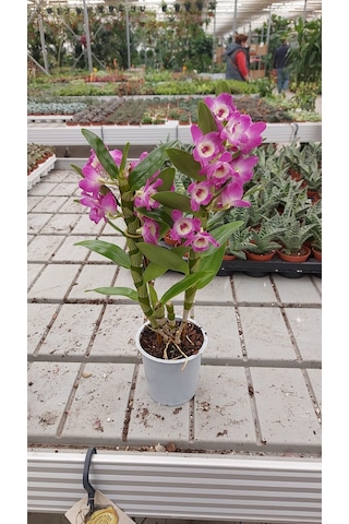Dendrobium Orkide Exclusive - Mor N11.5479