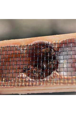 Xurunkeji Ahşap Kraliçe Arı Kafesi, Çok Fonksiyonlu Arı Kovanı Arı Kafesi Yetiştirme Kafesi Hücresi, Arı Kraliçesi Mahkumu, Arıcılık Aletleri