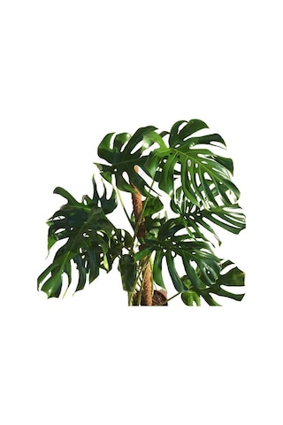 Yosunlu Destek Çubuğu İle Monstera 140 Cm Deve Tabanı