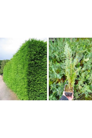 Yeşil Mazı 20 Adet / 30-50 Cm Çit Bitkisi Thuja Orientalis