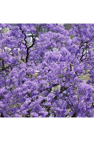 Pavlonya Fidanı Paulownia Tementosa 30-50 Cm 5 Adet