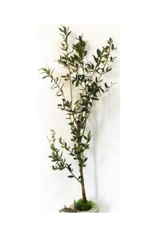 Zeytin Fidanı Gemlik Sofralık ve Yağlık
