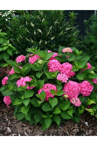 Saksılı Pembe Ortanca Fidanı 40 45 Cm