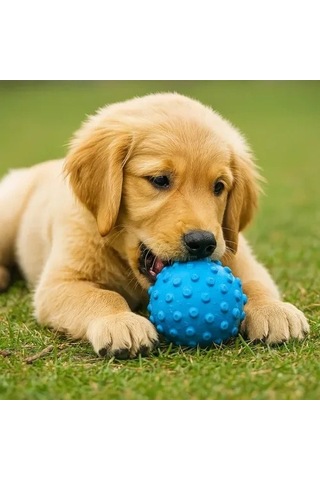 Zenviya21 Petzoom Dikenli Köpek Oyun Topu Zenya785