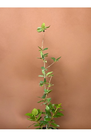 Aronya Aronia Melanocarpa 76 Cm Saksılı Meyve Fidanı