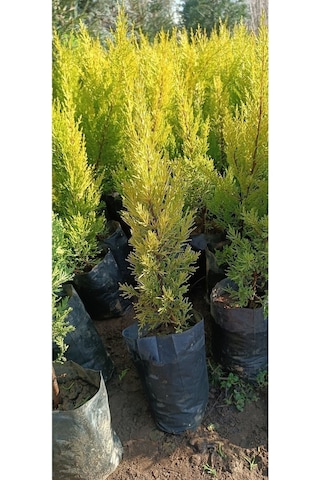 Videolu Limoni Servi Çamı 1 Adet Saksılı/ Tüplü 30-60cm Bahçe Bitkisi Cupressus