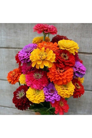 30 Adet Karışık Renkli Zinnia Çiçeği Tohumu