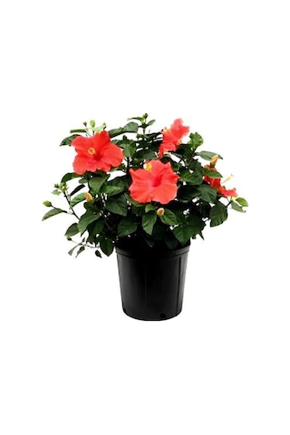Sevgililer Gününe Özel Kırmızı Japon Gülü Hibiscus Rosa Mumluk Hediyeli