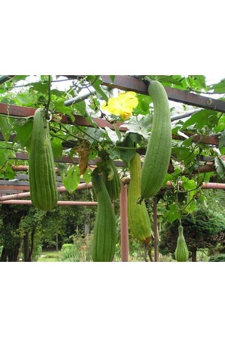 Bykurt Sunagri Lif Kabağı Tohumu - 5 Adet Doğal Lif Üretimi, Cilt Bakımı Ve Organik Temizlik 5 Adet