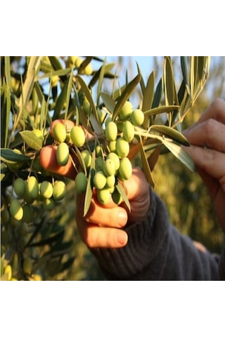 3 Adet Koroneki Zeytin Fidanı 1.5 Yaş Tüplüdür