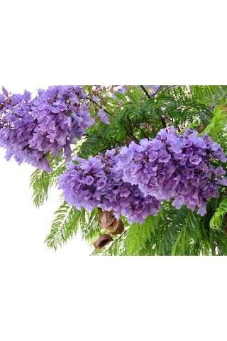 Jakaranda Fidanı 60-80 Cm