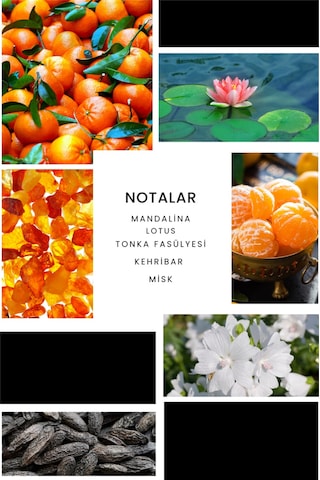 Ixora E035 Puzzle Erkek Parfüm EDP 50 ML