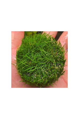 Mini Parvula In Vitro Cup Canlı Bitki