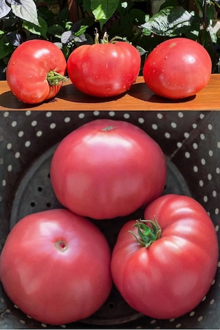 Pembe Domates Tohumu Nadir Ince Kabuklu Ve Geleneksel Belgium Pink