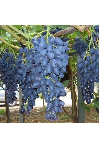 Tüplü Çekirdeksiz Siyah Hatun Parmağı Üzüm AsmaBağ Fidanı
