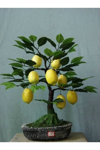 Nadir Italyan Limon Bonsai Ağacı Tohumu Bonzai Tohumu 3 Tohum