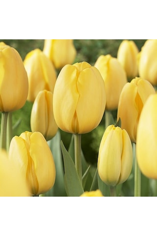 Jan Van Nes Koyu Sarı Lale Soğanı 4 Soğan