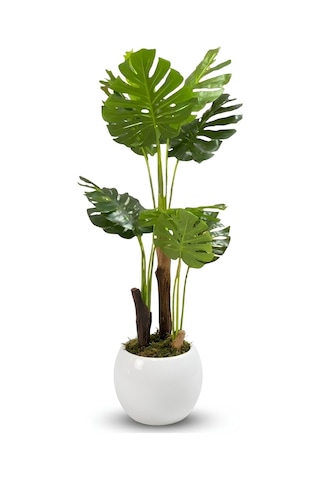 Cihan Çiçekçilik Monstera Ağacı 170cm Beyaz Küre Saksı