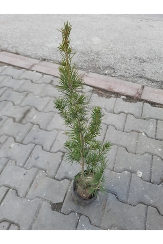 Fidan Toros Sedir Fidanı 80 -100 Cm Arası Boy 1 Adet