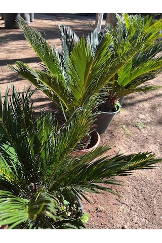 Cycas Revoluta - Sikas Japon Sago Palmiyesi 55-80cm Canlı İç Dış Mekan Bitkisi