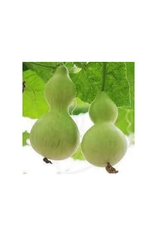 15 Adet Su Kabağı Tohumu