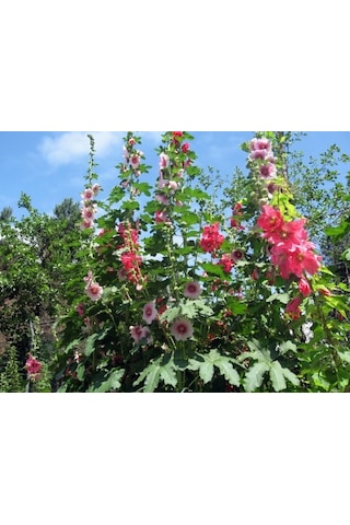 Karışık Hatmi Çiçeği Tohumu 50+ Tohum N115558 Karışık Hatmi Çiçeği Tohumu 50+ Tohum N115558