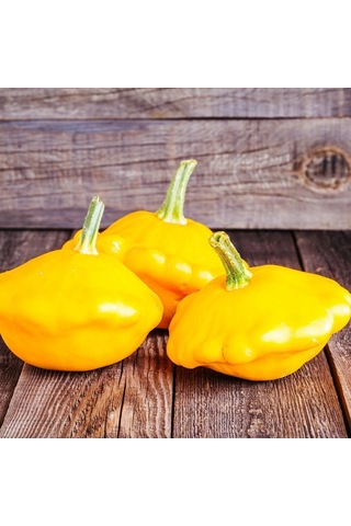 Sarı İstiridye Kabak Tohumu