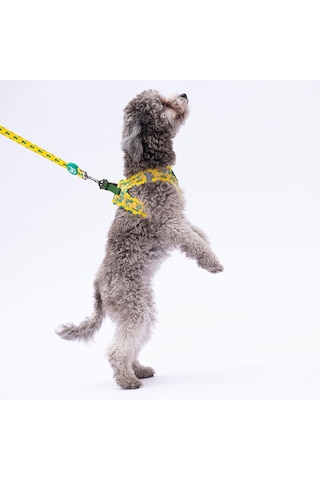Cactus Leash Kedi Köpek Sevk & Gezdirme Kayışı Köpek Uzatma Tasması-1,5cm Sarı