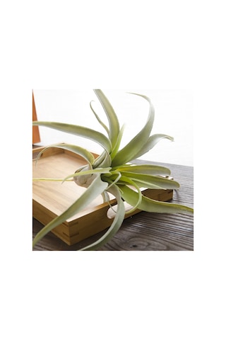 Qingmipy 2 Plastik Simülasyon Ananas Otu Yapay Bitki - Ev Ofis Duvar Dekorasyonu, Masaüstü Süs Bitkisi