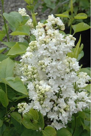 Beyaz Leylak Fidanı 30-60 Cm Boylarında 1-2 Yaş Arası Saksılı