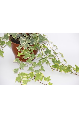 Hedera Sarmaşık 3 Adet - Askılı Saksıda  5835