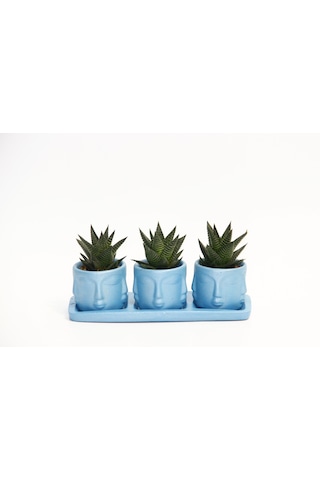 Trio Mavi Adler Sukulent Seti - Haworthia Limifolia